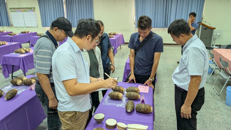 台中市大安區優質芋頭評鑑-黃至青勇奪大安芋頭冠軍！