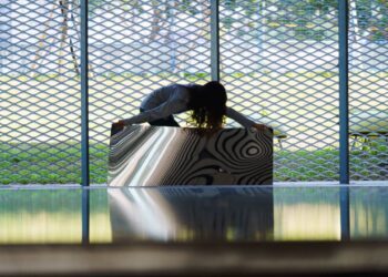 台中綠美圖試營運倒數！10/28起多場跨域展演邀您一起體驗美術館