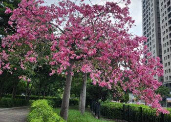 秋日限定!台中美人樹粉紅花海沿街綻放-邀市民走出戶外賞浪漫風景