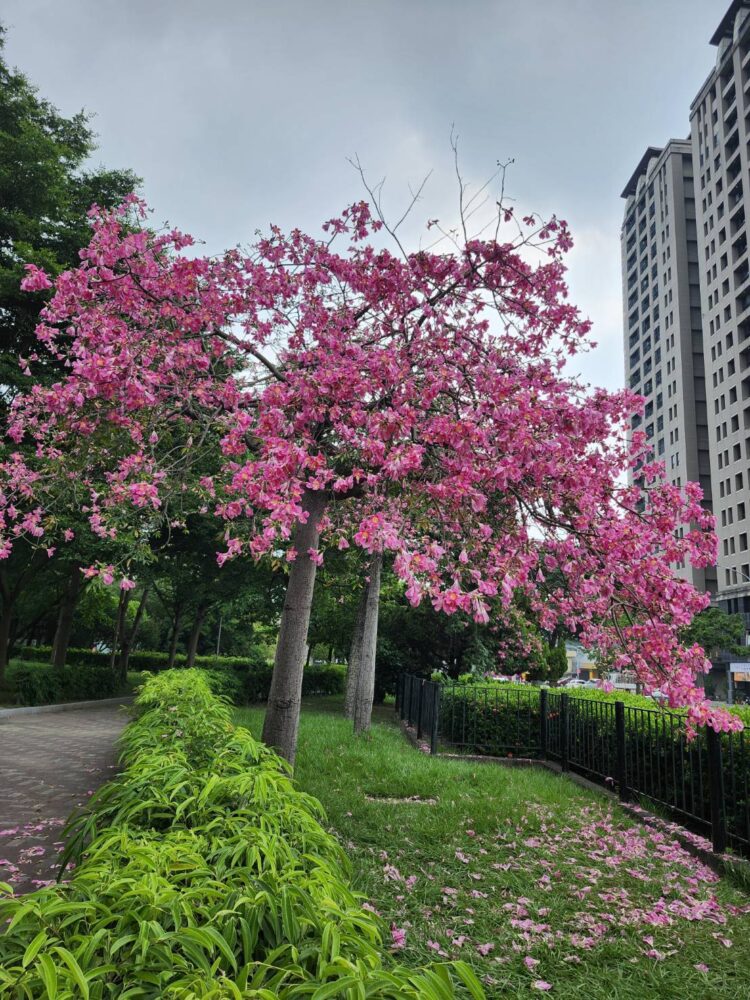 秋日限定!台中美人樹粉紅花海沿街綻放-邀市民走出戶外賞浪漫風景