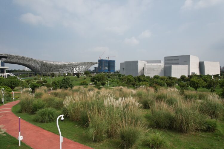 中央公園五節芒草花季登場 邀市民秋日賞花野餐享悠閒時光