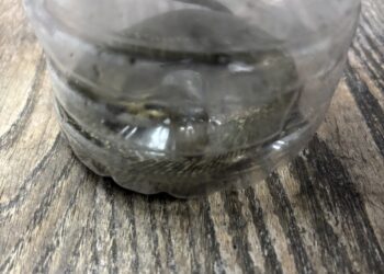 勇氣智取！中市環保局同仁化解眼鏡蛇驚魂記