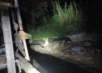 太平山豬場4件環境糞便採樣-初篩非洲豬瘟陰性