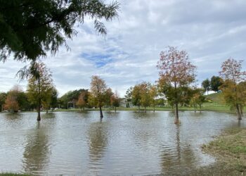 迎「立冬」遊山城！后里環保公園波斯菊花海、落羽松林、「孩籽」遊戲場一次滿足