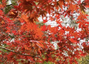 梨山秋季「楓」景登場！交通局開賣台中go限時優惠套票-搭公車賞楓趣