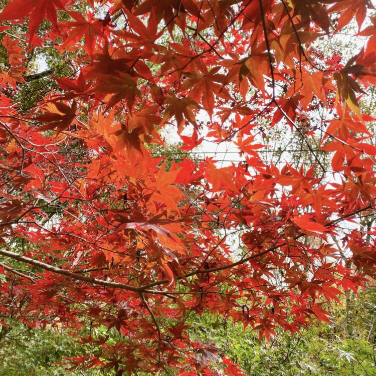 梨山秋季「楓」景登場!交通局開賣台中go限時優惠套票-搭公車賞楓趣