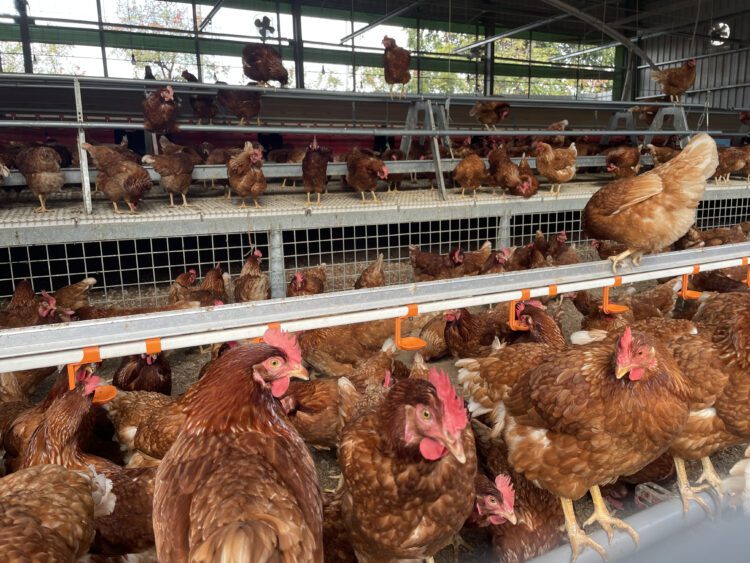 友善飼養真有感！中市辦親子玩食農活動-認識幸福雞蛋