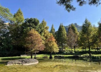 秋冬美景正盛!后里、南屯、太平落羽松接力轉色,打造城市最詩意風景線!