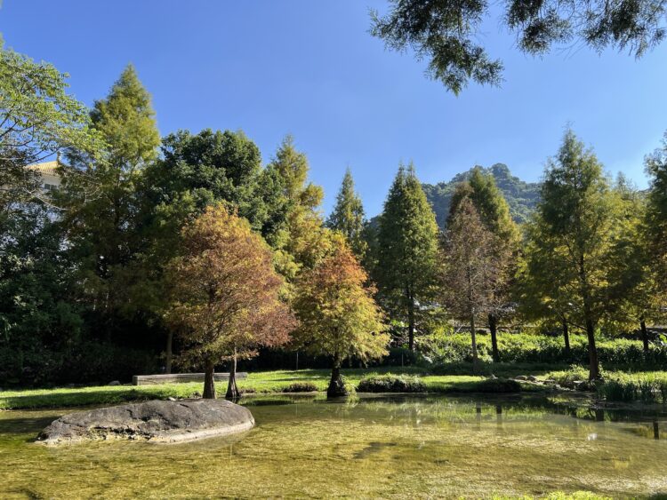 秋冬美景正盛!后里、南屯、太平落羽松接力轉色,打造城市最詩意風景線!