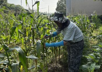 免費當5個月都市農夫！台中「環保農園」開放抽籤　30個名額等你來體驗