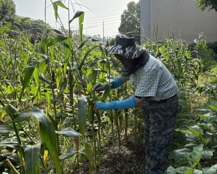 免費當5個月都市農夫！台中「環保農園」開放抽籤　30個名額等你來體驗
