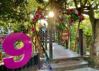 走進山林讀愛情！大坑9號、9-1號步道打造聖誕限定「愛戀步道」