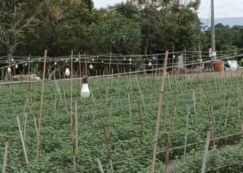 連遭受颱風侵襲夜照菊花田燈泡被吹壞 縣議員議會質詢為花農請命