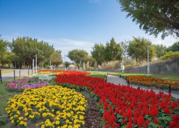 2026新年走春好去處！-台中道路、公園繽紛蒔花妝點城市景觀