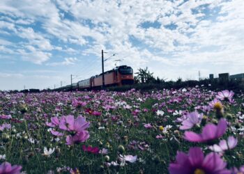 台中推動冬季景觀綠肥　打造海線鐵道花田風光