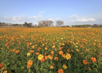后里花田綠廊冬日花海開跑！中市環保公園黃波斯、向日葵1、2月接力綻放　神秘嬌客「黑天鵝」即將現身
