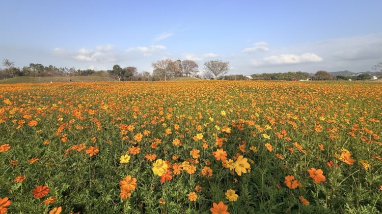 后里花田綠廊冬日花海開跑！中市環保公園黃波斯、向日葵1、2月接力綻放　神秘嬌客「黑天鵝」即將現身