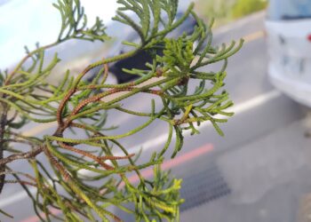 山城地區氣候轉趨濕冷-中市農業局呼籲梨農及早防治梨赤星病