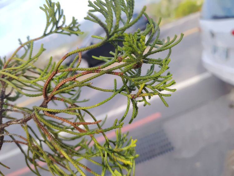 山城地區氣候轉趨濕冷-中市農業局呼籲梨農及早防治梨赤星病