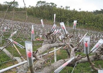 低溫來襲-農業局請農友注意保暖、做好農作物防寒