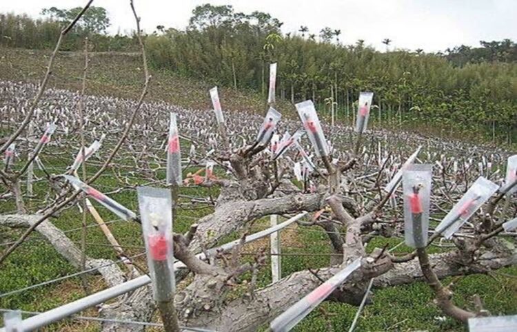 低溫來襲-農業局請農友注意保暖、做好農作物防寒