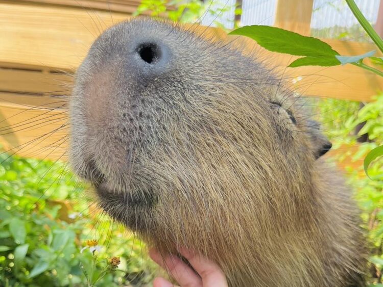 馬年走春-逛后里馬場賞櫻花、騎鐵馬迎新年