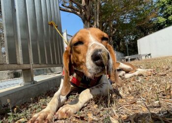 動物之家超暖心!春節加菜過好年-陪伴一起馬上幸福