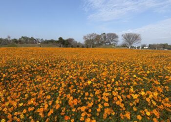 春節賞花首選「后里環保公園」!-黃波斯菊、向日葵接力登場-喜迎馬年好去處