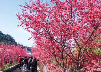 「2026后里泰安櫻花季」2/27粉嫩登場！連假賞櫻、賞燈一次滿足