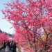 「2026后里泰安櫻花季」2/27粉嫩登場！連假賞櫻、賞燈一次滿足