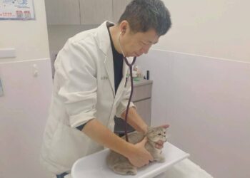 115年春節不打烊寵物服務5,666隻、急難救援94件-守護毛孩健康過好年！