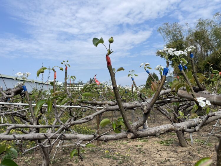 山城梨園進入關鍵期-中市農業局籲請提前防範梨赤星病　守護花果健康