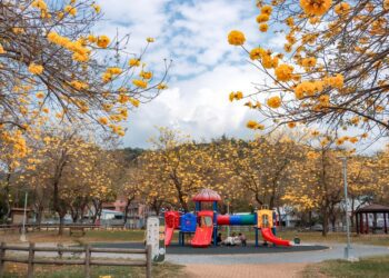 黃花風鈴木花季登場！台中多處公園道路湧現金色花海