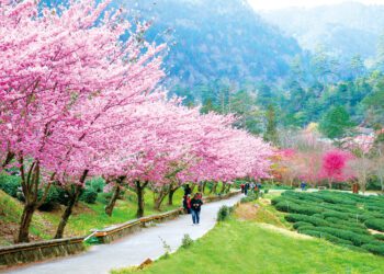 數位導航賞花不迷航！「台中賞花地圖」上線網羅85處浪漫景點