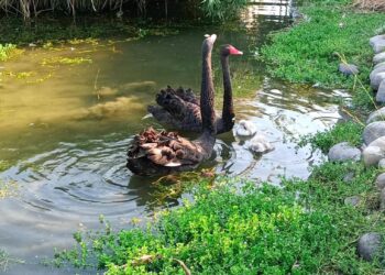 台中后里環保公園蓮花盛開-嬌客黑天鵝神秘登場