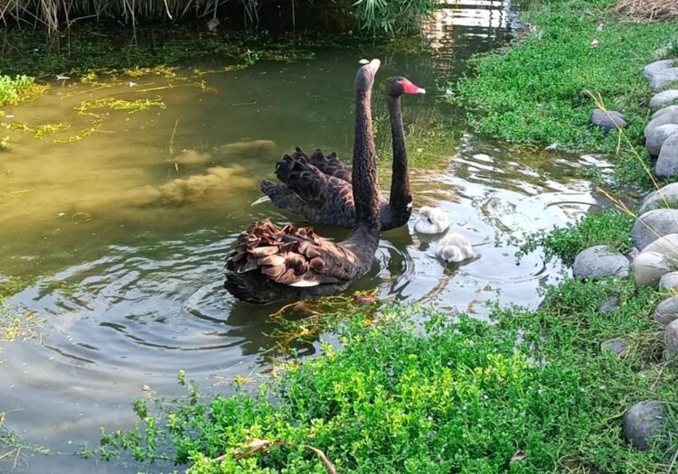 台中后里環保公園蓮花盛開-嬌客黑天鵝神秘登場