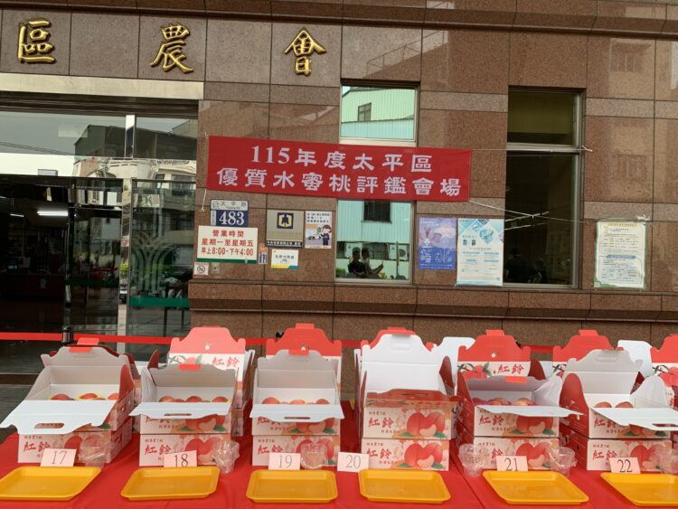 太平區優質水蜜桃果品評鑑競賽-農友柯聰明勇奪冠軍成為平地水蜜桃達人