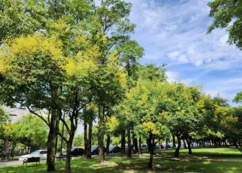 台灣欒樹下紅通通別緊張！中市建設局：紅姬緣椿象無害-為都市生態常客