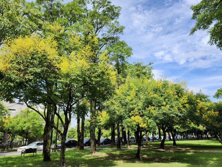 台灣欒樹下紅通通別緊張！中市建設局：紅姬緣椿象無害-為都市生態常客