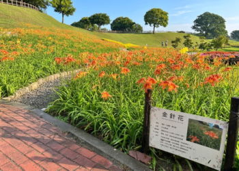 橘色浪潮來襲！后里環保公園金針花海綻放展現最美的初夏風景