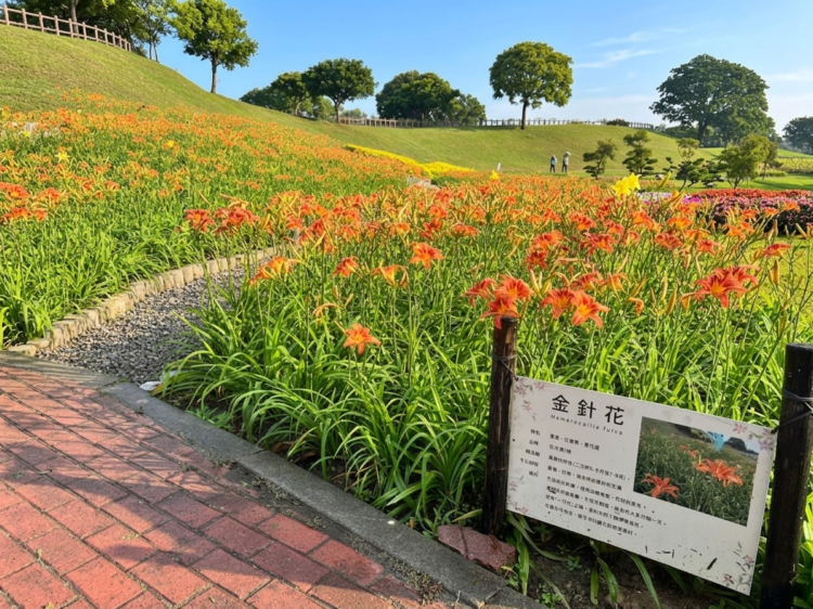 橘色浪潮來襲！后里環保公園金針花海綻放展現最美的初夏風景