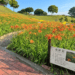 橘色浪潮來襲！后里環保公園金針花海綻放展現最美的初夏風景