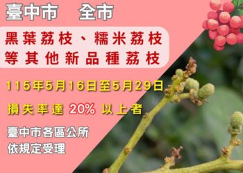 中市荔枝災損-5/29前可申請現金救助