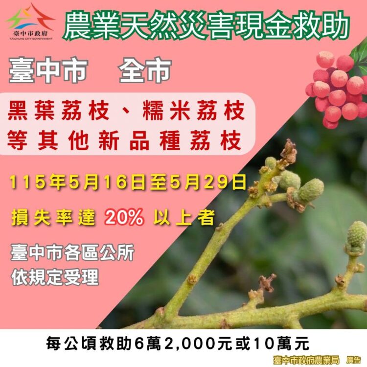 中市荔枝災損-5/29前可申請現金救助