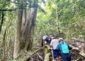 台中大坑5-1號步道手作修復-近50名志工齊力守護山林「用雙手修一條山路」