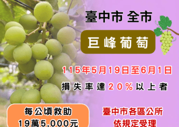 中市巨峰葡萄豪雨受損-農業局籲6/1前申請現金救助
