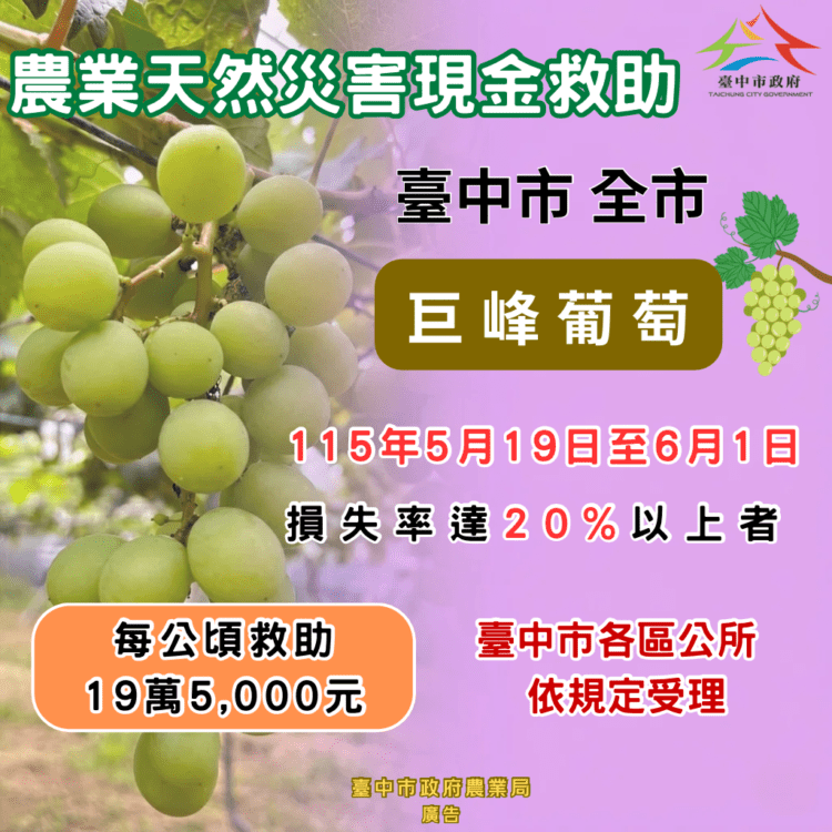 中市巨峰葡萄豪雨受損-農業局籲6/1前申請現金救助