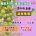 中市巨峰葡萄豪雨受損-農業局籲6/1前申請現金救助