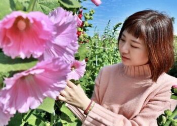 彰化田中窯萬棵蜀葵花迎春盛開 藝術與自然完美結合