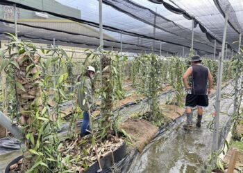 香莢蘭因豪雨致農作物災損符合規定可申請救助 救助額度每公頃4萬1,000元